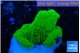 Montipora green cap 1-2 cm WYSIWYG acclimaté