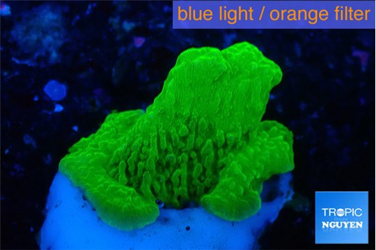 Montipora green cap 1-2 cm WYSIWYG acclimaté