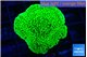 Montipora green 3-4 cm WYSIWYG acclimaté