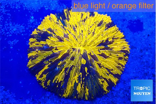 Fungia gold tiger premium 4-5 cm WYSIWYG acclimaté