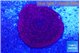 Fungia red 4-7 cm WYSIWYG acclimaté