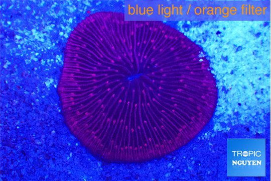 Fungia red 4-7 cm WYSIWYG acclimaté
