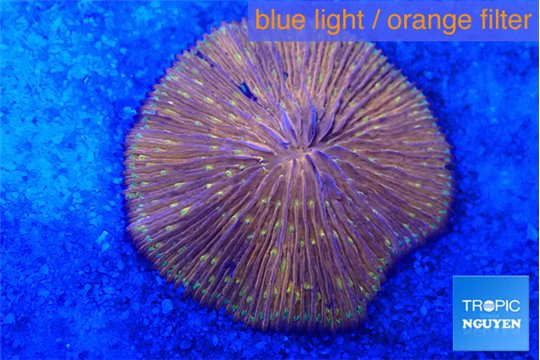 Fungia sunset gold 4-6 cm WYSIWYG acclimaté