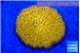 Fungia gold 4-5 cm WYSIWYG acclimaté