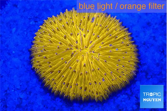 Fungia gold 4-5 cm WYSIWYG acclimaté
