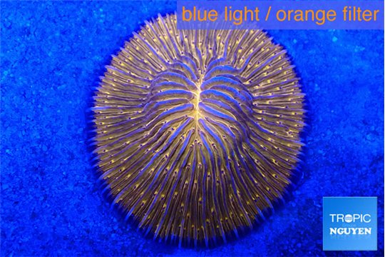 Fungia rainbow 4-6 cm WYSIWYG acclimaté