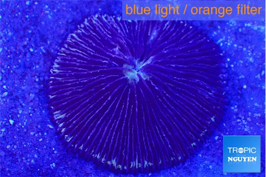 Fungia purple 4-5 cm WYSIWYG acclimaté