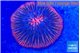 Fungia pink red flash 4-5 cm WYSIWYG acclimaté