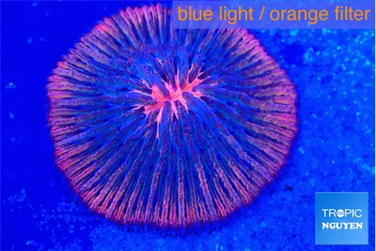 Fungia pink red flash 4-5 cm WYSIWYG acclimaté