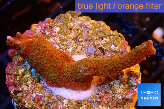 Montipora digitata red 2-3 cm WYSIWYG acclimaté