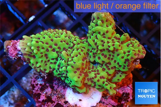 Montipora & purple polyps 3-5 cm WYSIWYG acclimaté