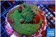 Acropora green 6-8 cm WYSIWYG acclimaté