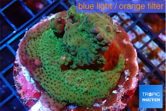 Acropora green 6-8 cm WYSIWYG acclimaté