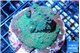Acropora green 6-8 cm WYSIWYG acclimaté