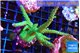 Acropora green & purple tip 7-9 cm WYSIWYG acclimaté
