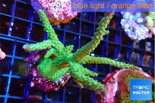 Acropora green & purple tip 7-9 cm WYSIWYG acclimaté