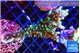 Acropora joker 4-5 cm WYSIWYG acclimaté