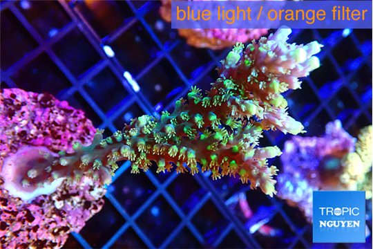 Acropora joker 4-5 cm WYSIWYG acclimaté