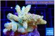 Acropora golden purple 4-5 cm WYSIWYG acclimaté