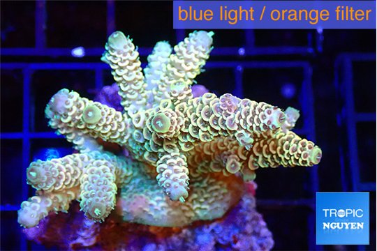 Acropora golden purple 4-5 cm WYSIWYG acclimaté