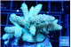 Acropora golden purple 4-5 cm WYSIWYG acclimaté