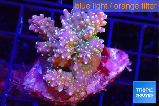 Acropora tricolor 4-5 cm WYSIWYG acclimaté