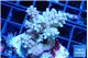 Acropora tricolor 4-5 cm WYSIWYG acclimaté