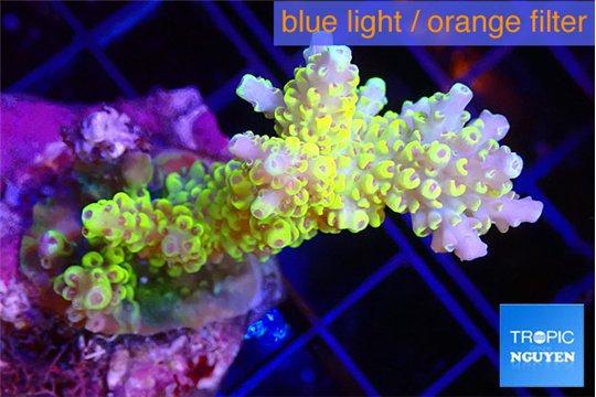 Acropora pikachu 4-5 cm WYSIWYG acclimaté