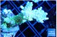 Acropora pikachu 4-5 cm WYSIWYG acclimaté