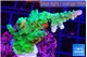 Acropora green purple tip 4-6 cm WYSIWYG acclimaté