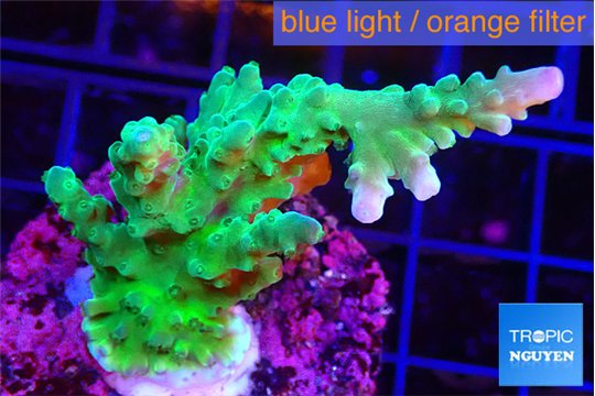 Acropora green purple tip 4-6 cm WYSIWYG acclimaté