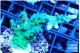 Acropora green purple tip 4-6 cm WYSIWYG acclimaté