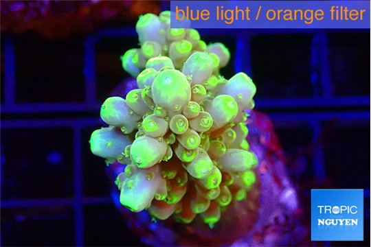 Acropora pikachu 4-5 cm WYSIWYG acclimaté