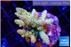 Acropora golden purple 4-6 cm WYSIWYG acclimaté