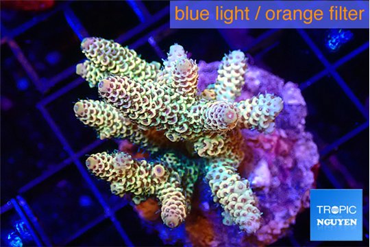 Acropora golden purple 4-6 cm WYSIWYG acclimaté
