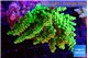 Acropora tenuis green & blue tip 7-11 cm WYSIWYG acclimaté