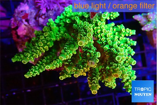 Acropora tenuis green & blue tip 7-11 cm WYSIWYG acclimaté