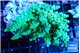 Acropora tenuis green & blue tip 7-11 cm WYSIWYG acclimaté