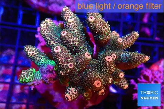 Acropora mango 7-12 cm WYSIWYG acclimaté