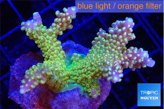 Acropora green purple tip premium 4-6 cm WYSIWYG acclimaté