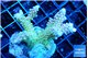Acropora green purple tip premium 4-6 cm WYSIWYG acclimaté