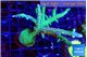 Acropora green & purple tip 6-9 cm WYSIWYG acclimaté