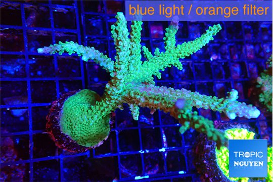 Acropora green & purple tip 6-9 cm WYSIWYG acclimaté