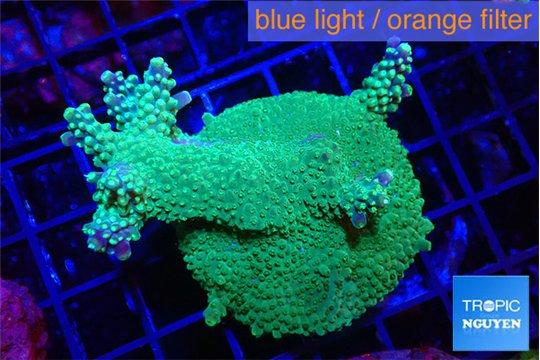 Acropora green & purple tip 4-6 cm WYSIWYG acclimaté