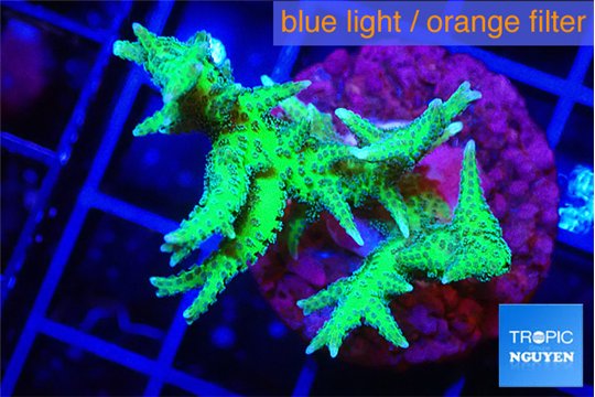 Seriotopra hystrix gold 3-5 cm WYSIWYG acclimaté