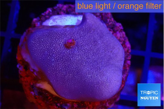 Sarcophyton full neon green polyps Australia 2-3 cm WYSIWYG acclimaté