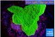 Montipora green cap 2-4 cm WYSIWYG acclimaté
