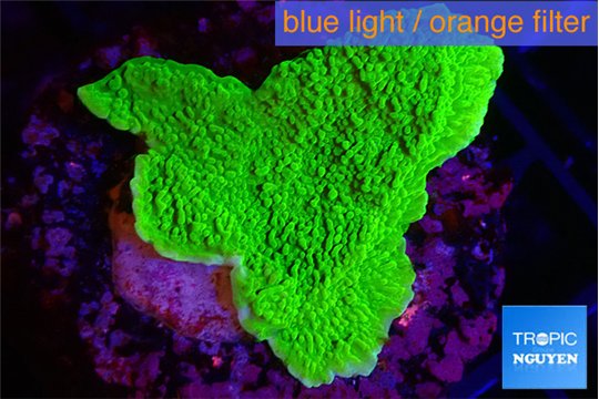 Montipora green cap 2-4 cm WYSIWYG acclimaté