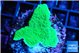 Montipora green cap 2-4 cm WYSIWYG acclimaté