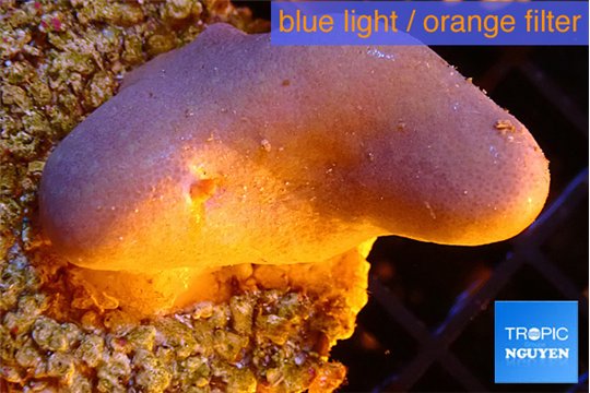 Sarcophyton full neon green polyps Australia 2-3 cm WYSIWYG acclimaté